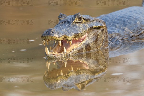 Caiman (Caimaninae), Crocodile (Alligatoridae), crocodile (Crocodylia), animal portrait,