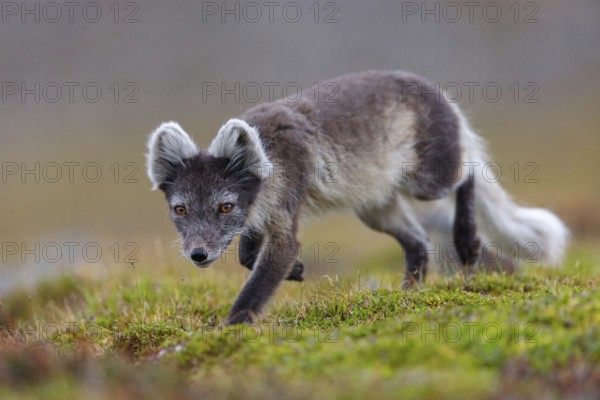 Arctic fox foraging, Arctic fox, (Alopex lagopus), Europe, Norway, Spitsbergen, Longyearbyen,
