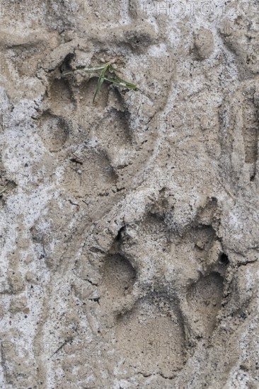 Close-up of a Maned wolf tracks in sandy riverbed, Caraca Natural Park, Minas Gerais, Brazil, South