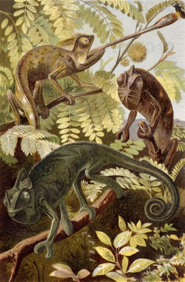 Chameleon on engraving from 1886. Engraved by unknown artist and published in Meyers