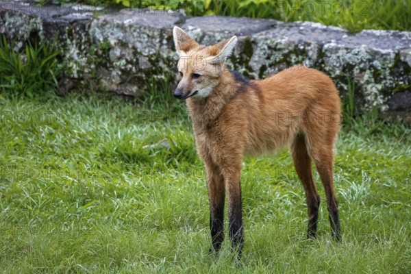 Maned wolf on grassy grounds of Sanctuary Caraça, stone wall in background, Minas Gerais, Brazil,