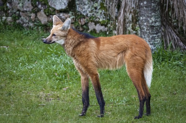 Close-up of a Maned wolf on grassy grounds of Sanctuary Caraça, stone wall in background, Minas