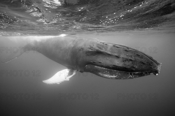 Humpback whale, Megaptera novaeangliae, Silver Bank, Atlantic Ocean, Dominican Republic, Central