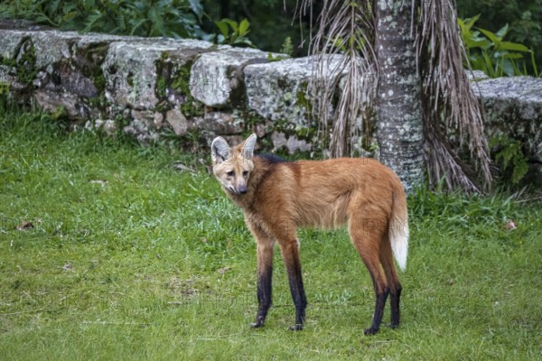 Maned wolf on grassy grounds of Sanctuary Caraça, turning head to the right, stone wall in