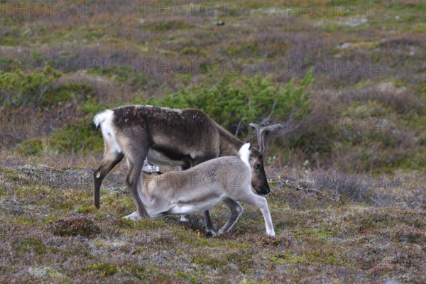 Young reindeer, the drink