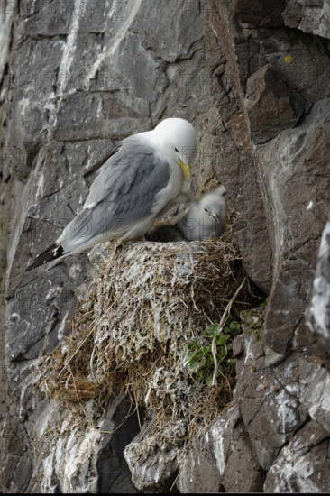 Black-legged kittiwake (Rissa tridactyla) and hatchling on nest, Borgafjoerdur eystri, Iceland,