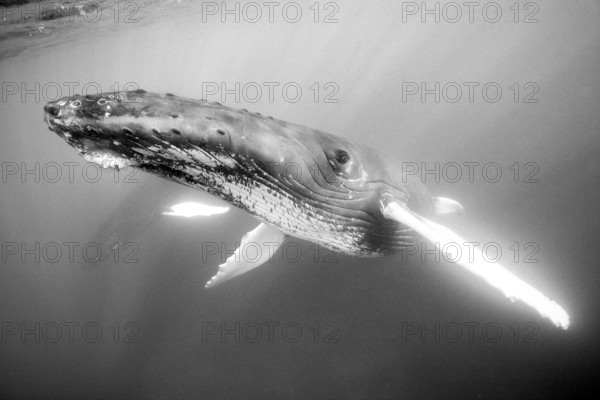 Humpback whale, Megaptera novaeangliae, Silver Bank, Atlantic Ocean, Dominican Republic, Central
