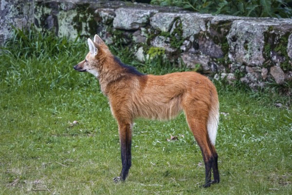 Side view of a Maned wolf on grassy grounds of Sanctuary Caraça, stone wall in background, Minas