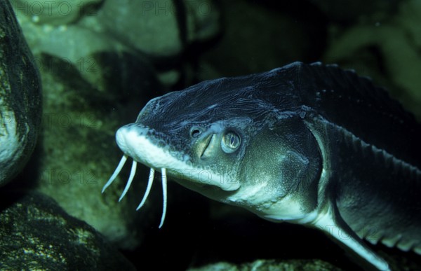 Waxdick, Russian sturgeon, sturgeon, Acipenser gueldenstaedti, Acipenser güldenstaedti, Romania,