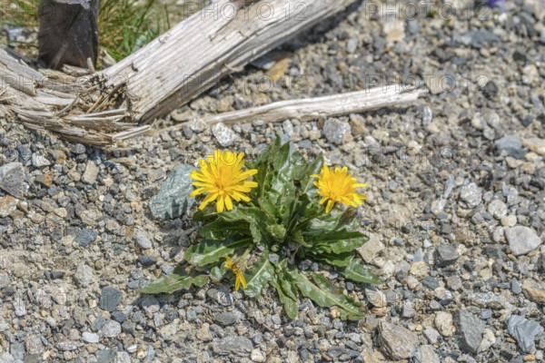Swiss dandelion (Leontodon helveticus), Hohe Tauern National Park, Zell am See, Salzburg, Austria,