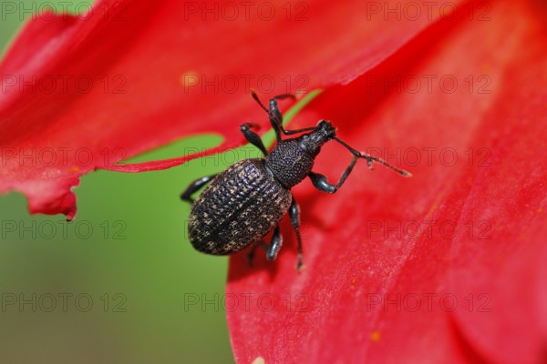Furrowed weevil on a dahlia. Otiorhynchus sulcatus on a flower