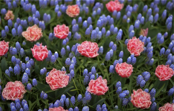 Keukenhof in the Netherlands has long been a magnet for international tourism, but it is