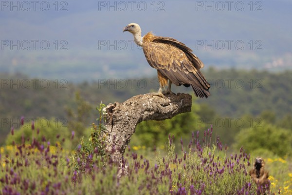 Griffon Vulture, Eurasian Griffon Vulture, Griffon Vulture, Eurasian Griffon, (Gyps fulvu), Vautour