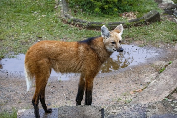 Maned wolf on a pathway of Sanctuary Caraça, turning head to the left, stone wall in background,