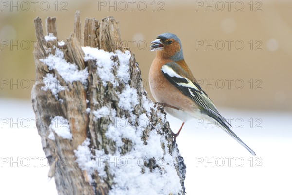 Common chaffinch (Fringilla coelebs) in winter/ Common Chaffinch, common chaffinch (Fringilla