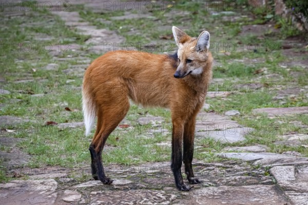 Maned wolf on a pathway of Sanctuary Caraça, turning head to the left, Minas Gerais, Brazil, South