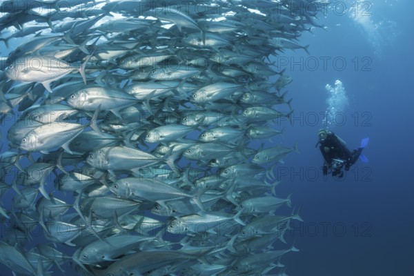 Diver and school of bigeye jacks, Caranx sexfasciatus, Cabo Pulmo, Baja California Sur, Mexico |