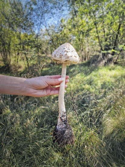 Person hand holding a large parasol mushroom ripped off the ground with visible roots, long stem