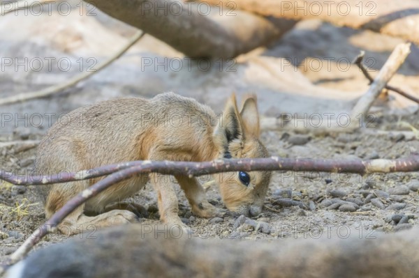 Patagonian Mara (Dolichotis patagonum) Large Sort of Rabbit