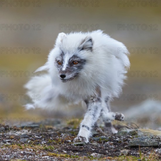 Arctic fox foraging, Arctic fox, (Alopex lagopus), Europe, Norway, Spitsbergen, Longyearbyen,