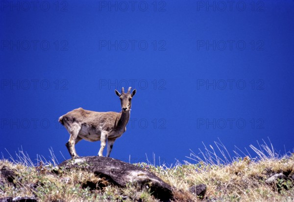 The Nilgiri Tahr (Nilgiritragus hylocrius) in Rajamalai (Eravikulam) National Park, Munnar, Kerala,