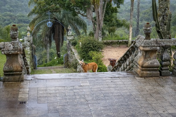 Maned wolf on the stairs to the church entrance of Sanctuary Caraça, Minas Gerais, Brazil, South
