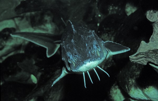 Waxdick, Russian sturgeon, sturgeon, Acipenser gueldenstaedti, Acipenser güldenstaedti, Romania,