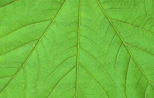 Sycamore (Acer pseudoplatanus), leaf, detail, Bergahorn, Blattdetail, [Pflanzen, plants,