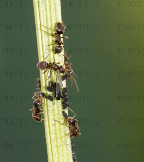 Lice and Ants on the stem of a flower