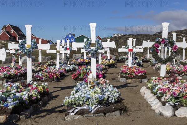Qeqertarsuaq, Greenland, July 6, 2018: White wooden crosses and artificial flowers on the local