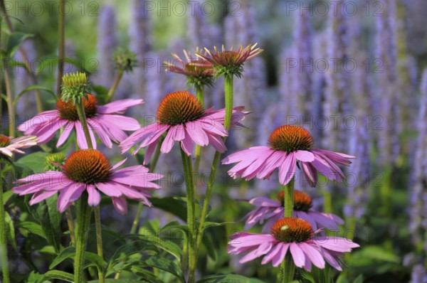 Purple cone flower (Echinacea purpurea)