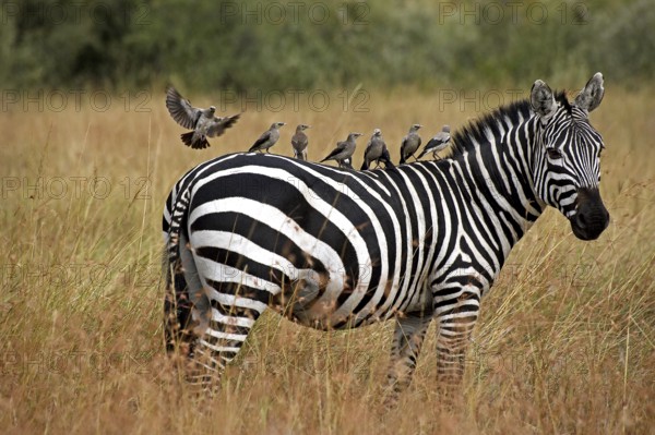 Burchell's Zebra (equus burchelli), Adult with Wattled starling on its Back, creatophora cinerea,