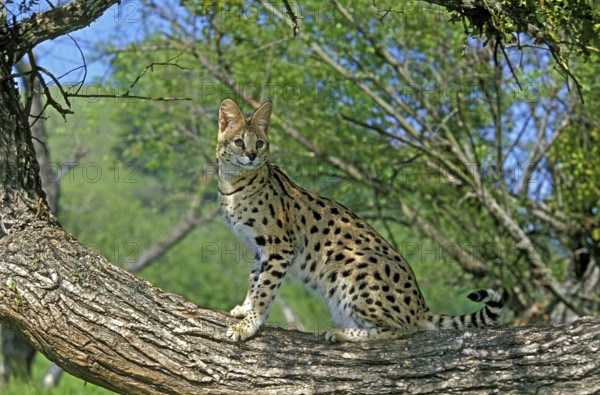 Serval (leptailurus serval), adult on branch