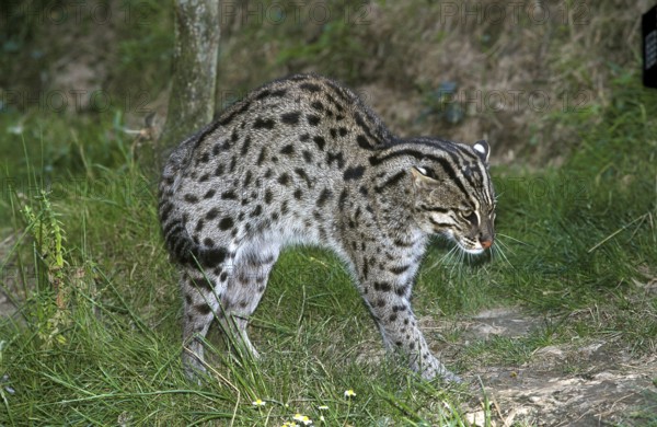 Fishing Cat (prionailurus viverrinus), Adult with Intimidation Behavior
