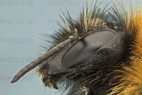 Bumble bees are social insects that are characterised by black and yellow body hairs, often in