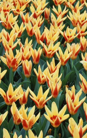 Tulips 'Corona' (Tulips kaufmanniana) (Europe) (Netherlands) (Plants) (Flowers) (Lily family)