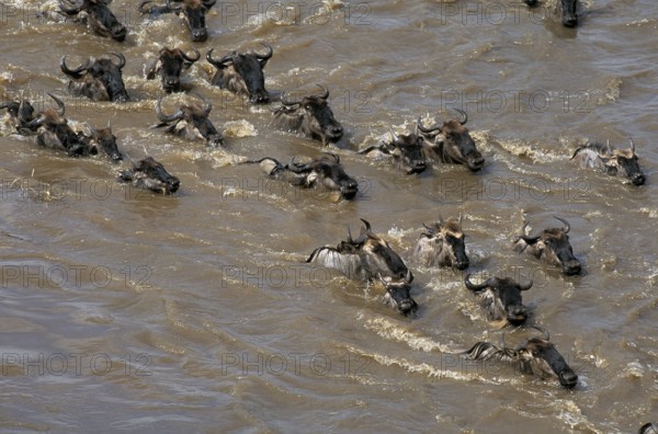 Blue wildebeest (connochaetes taurinus), herd crossing the Mara River during reflection, Masai Mara