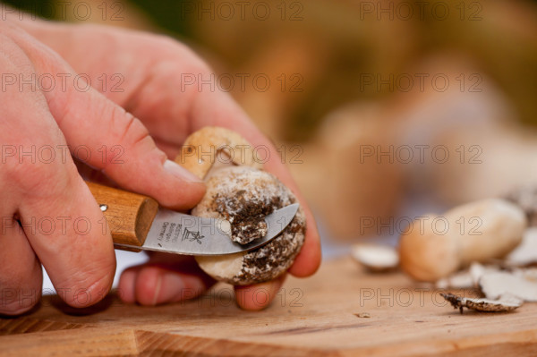 King bolete (Boletus edulis) mushroom cleaning, mushroom knife, hand, Rhineland-Palatinate,