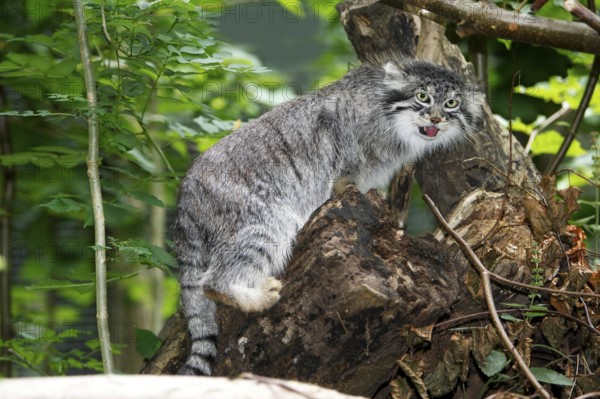 Manul or Pallas's Cat (otocolobus manul), Adult standing on Branch