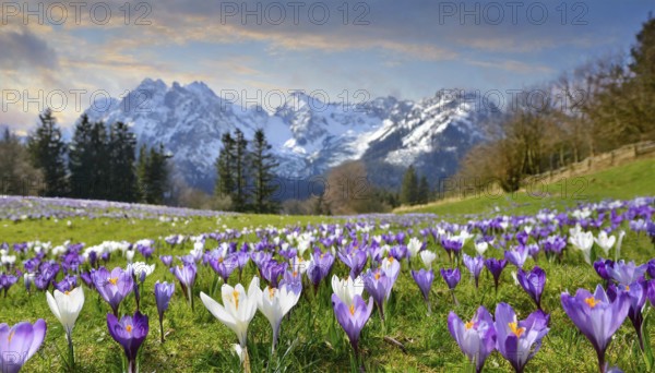 KI generated, The first blooming crocuses on a mountain meadow, spring is approaching, (Crocus
