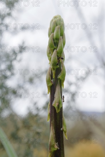 Close-up of a wild asparagus, Asparagus acutifolius, with ants crawling up its stem and background