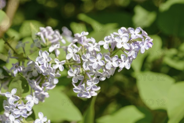 Light purple pink Madame Lemoine Flowers, French Lilac (Syringa Vulgaris), under the warm spring