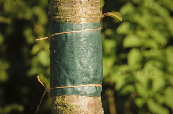 Sticky glue band tied around the trunk of a tree to prevent crawling insects, particularly ants
