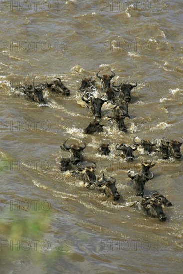 Blue Wildebeest (connochaetes taurinus), Herd crossing Mara River during Migration, Masai Mara Park
