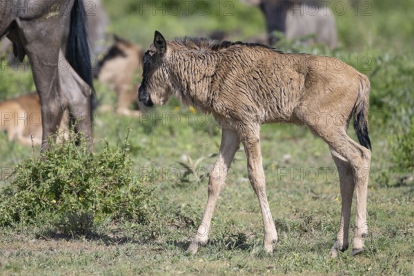 Wildebeest (Connochaetes), calf, newborn, juvenile, young animal, Ndutu Conservation Area,