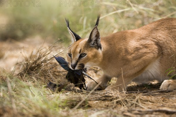 caracal (CARACAL caracal) ADULT WITH A KILL, A CAPE GLOSSY STARLING, NAMIBIA