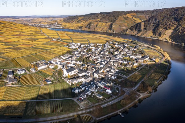 Aerial view, vineyards in autumn, Minheim, Piesport, Mosel, Region Bernkastel-Wittlich,