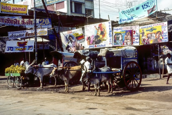 Bullock carts for hire in Chidambaram, Tamil Nadu, South India, India, Asia. Photographed in 1990,