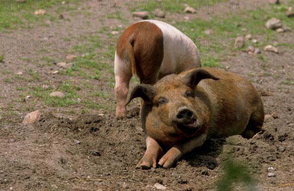 Red-breasted Husum Protest Pig, Danish Protest Pig, German Saddleback Pig Division Red-breasted