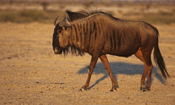 Blue wildebeest (Connochaetes taurinus) in morning light, Central Kalahari, Botswana, Botswana,